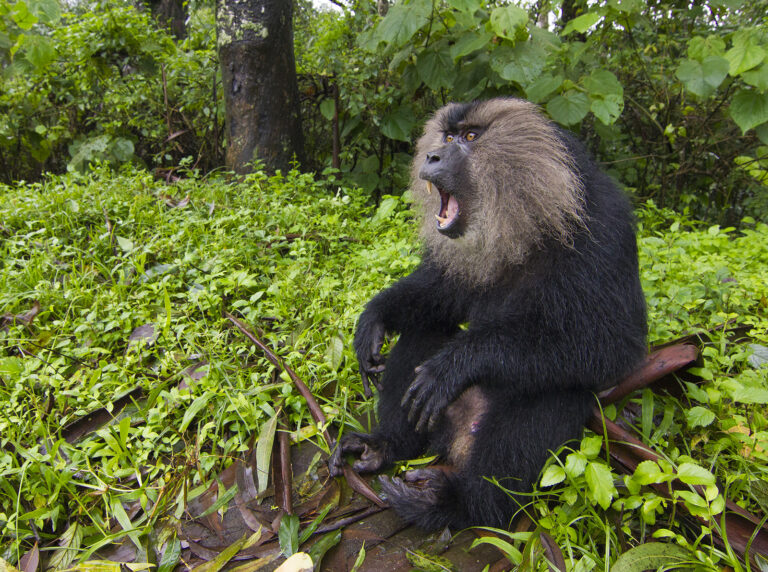 Makak lví (Macaca silenus)