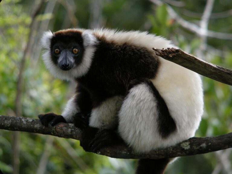 Lemur vari (Varecia variegata)