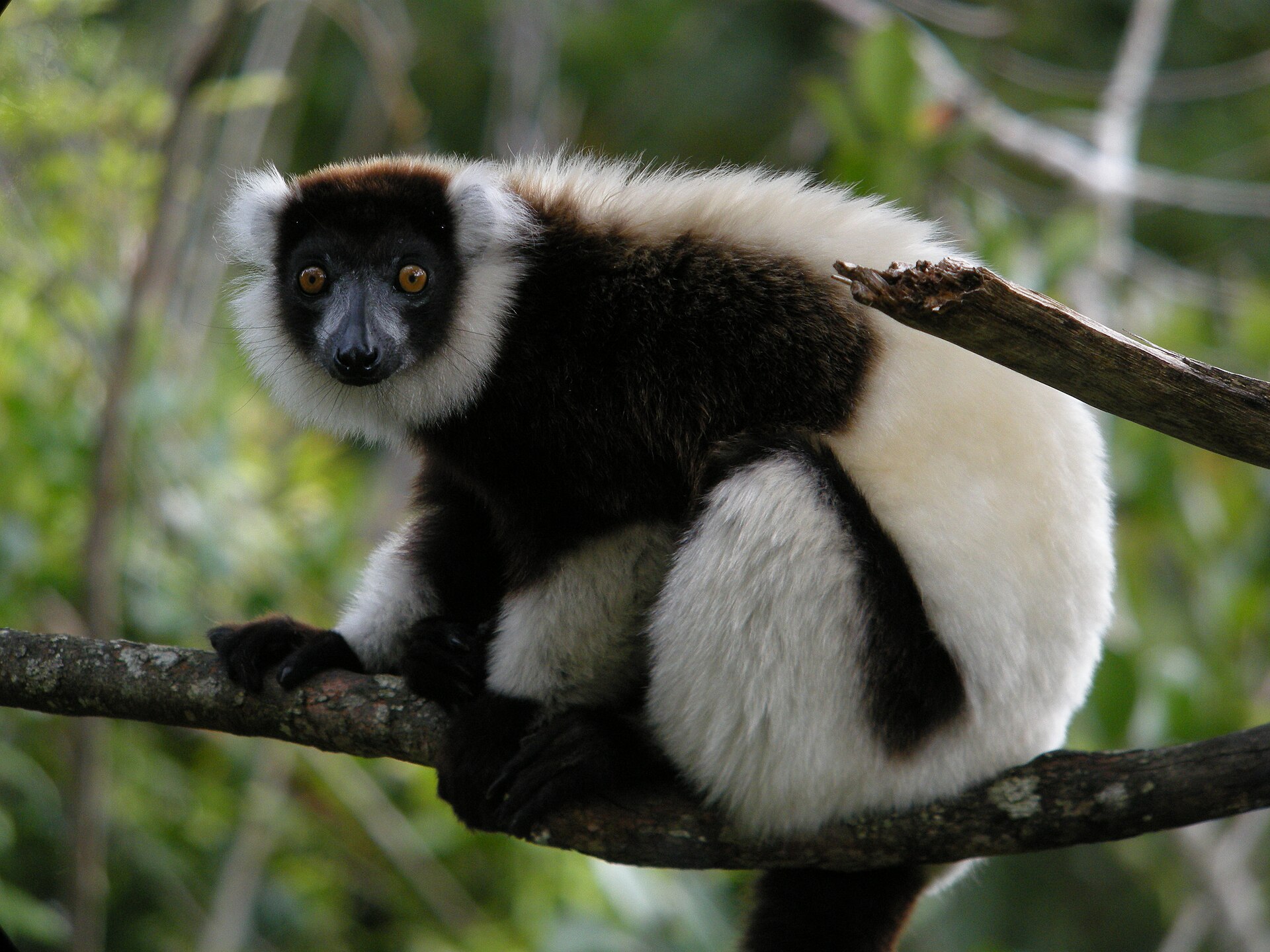 Lemur vari