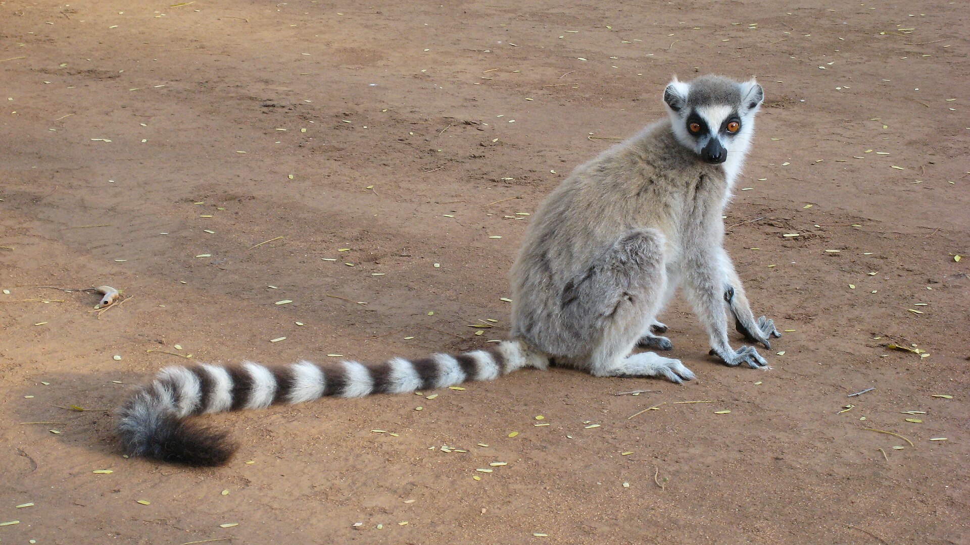 Lemur kata
