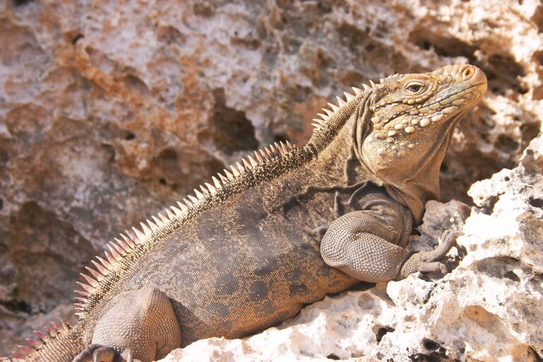 Leguán kubánský (Cyclura nubila)