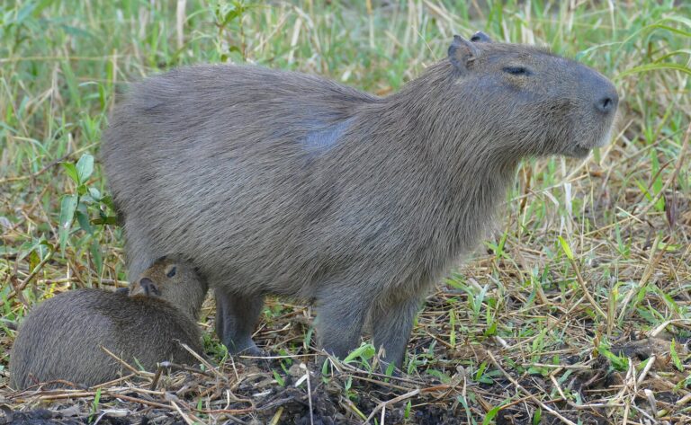 Kapybara