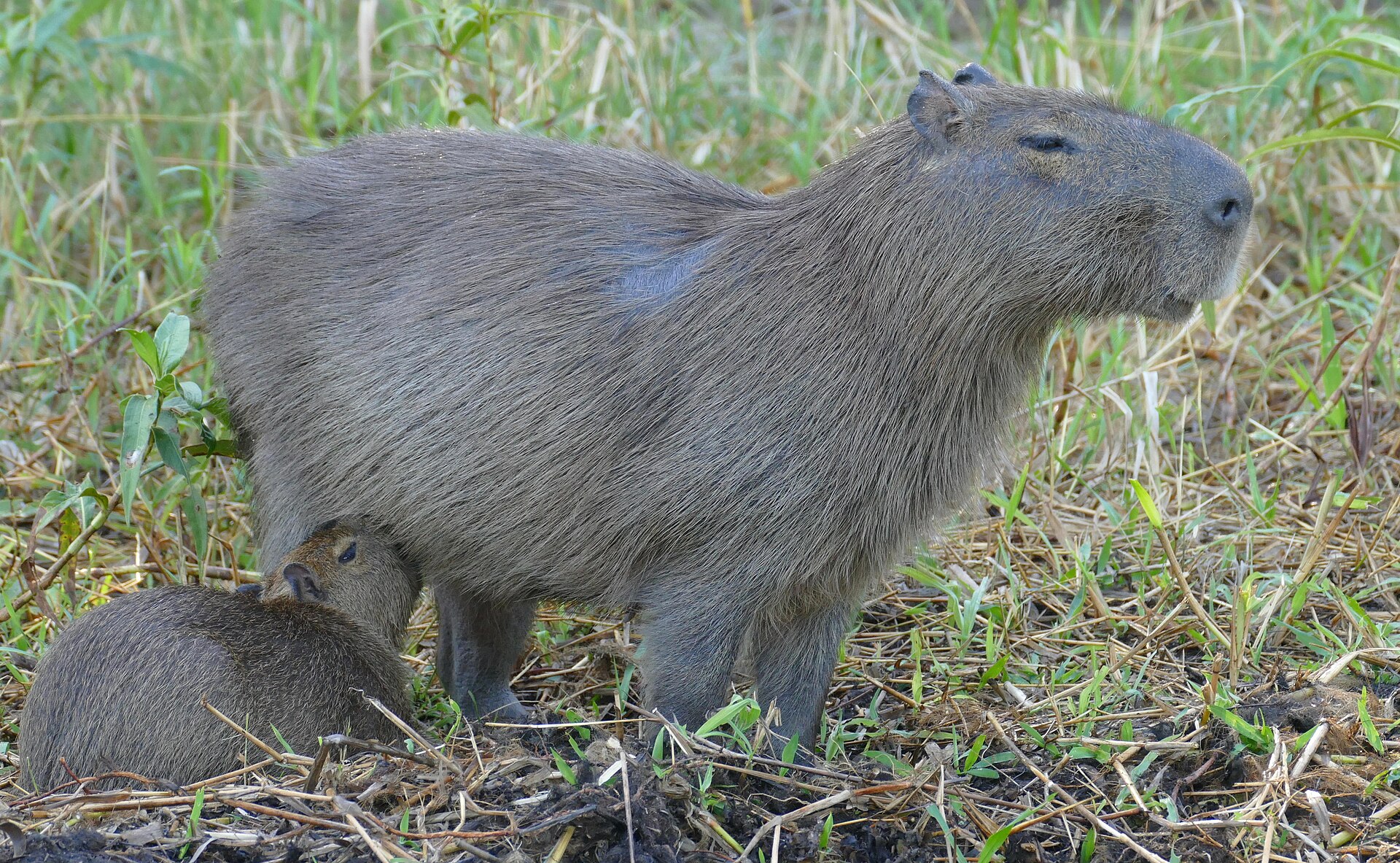 Kapybara