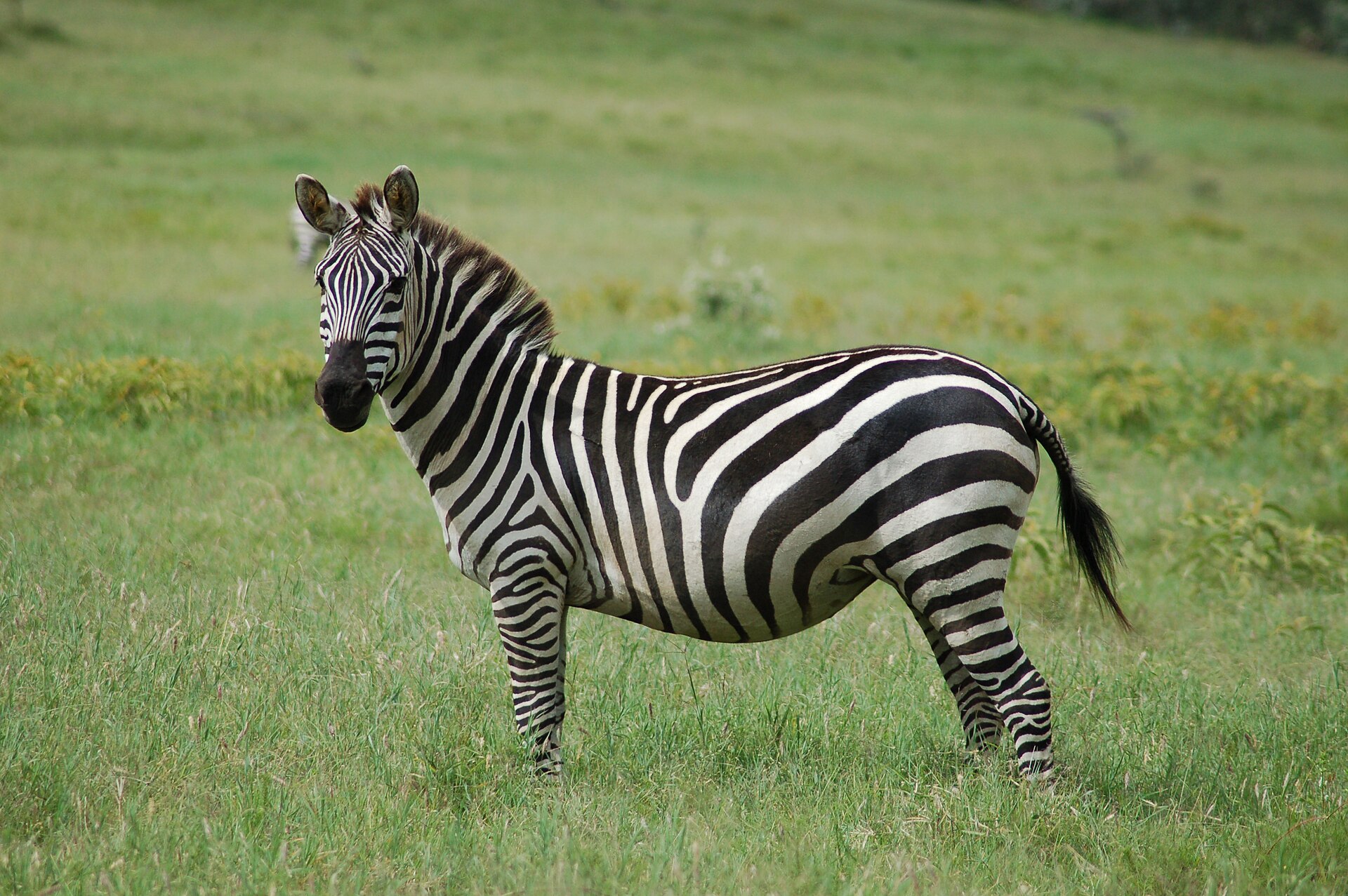 Zebra böhmova