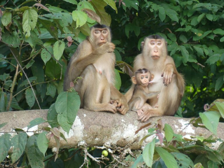 Makak vepří (Macaca nemestrina)