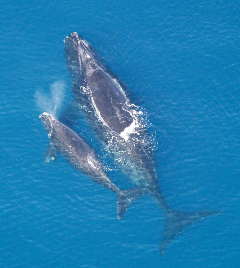 Velryba černá (Eubalaena glacialis)