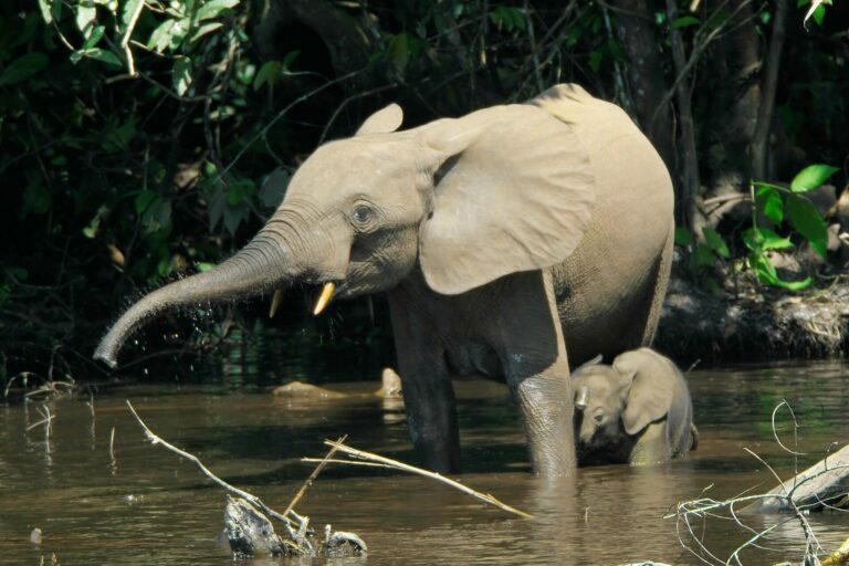 Slon pralesní (Loxodonta cyclotis)