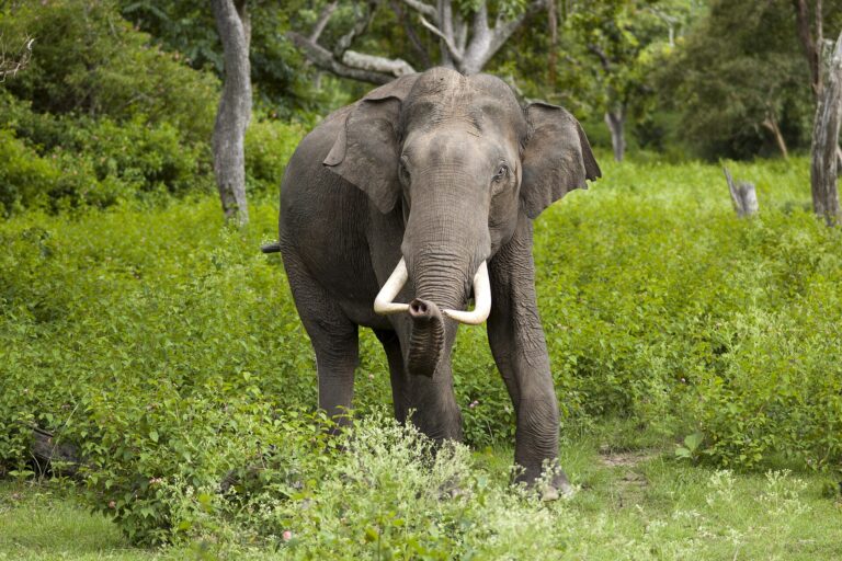 Slon indický (Elephas maximus)