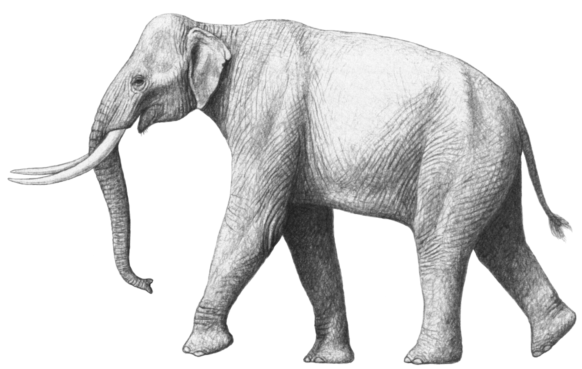 Elephas recki