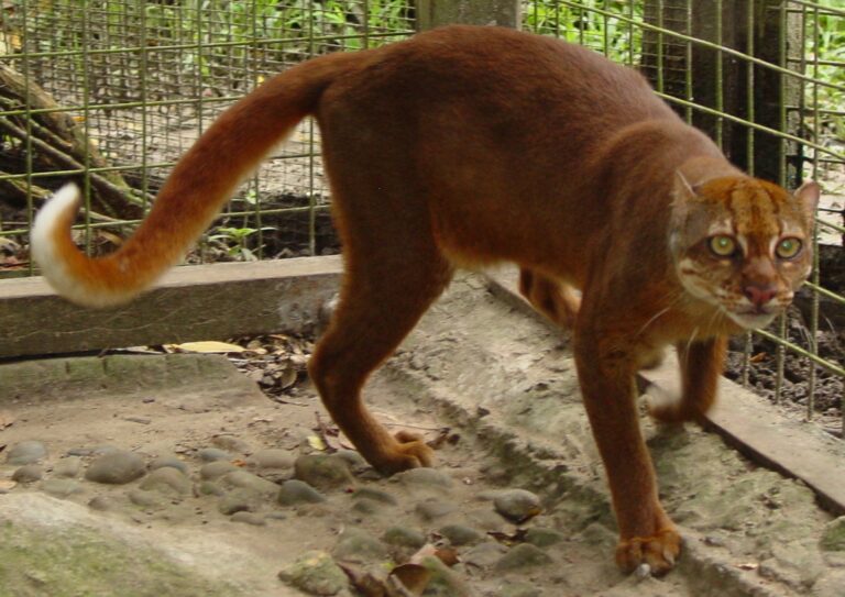 Kočka bornejská (Pardofelis badia)