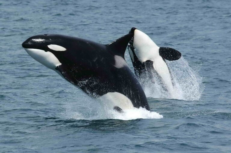 Kosatka dravá (Orcinus orca)
