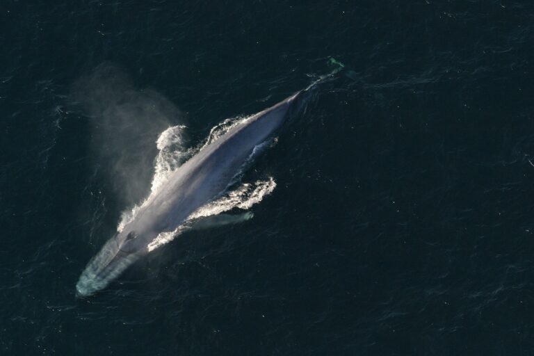 Plejtvák obrovský (Balaenoptera musculus)