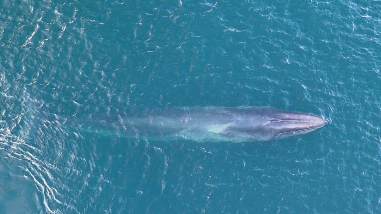 Plejtvák sejval (Balaenoptera borealis)