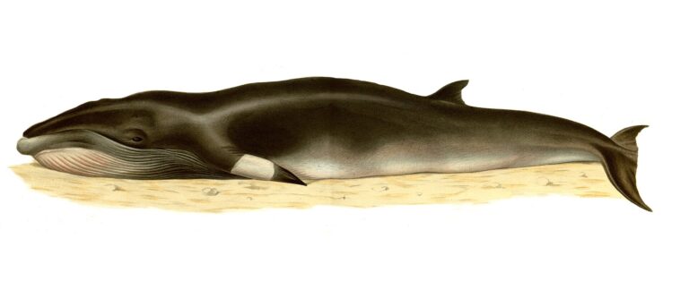Plejtvák malý (Balaenoptera acutorostrata)
