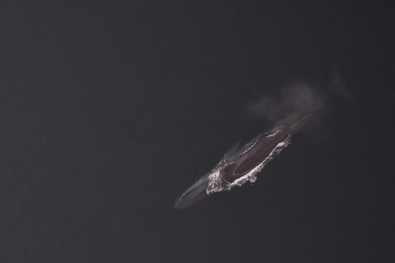 Plejtvák myšok (Balaenoptera physalus)