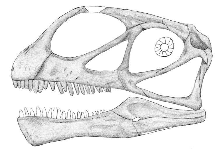 Abrosaurus (Abrosaurus)