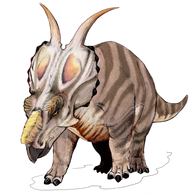 Achelousaurus (Achelousaurus)