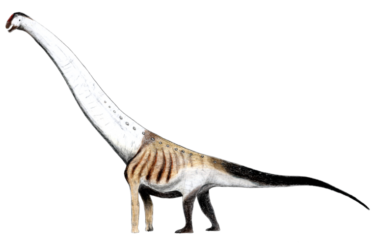 Aegyptosaurus (Aegyptosaurus)