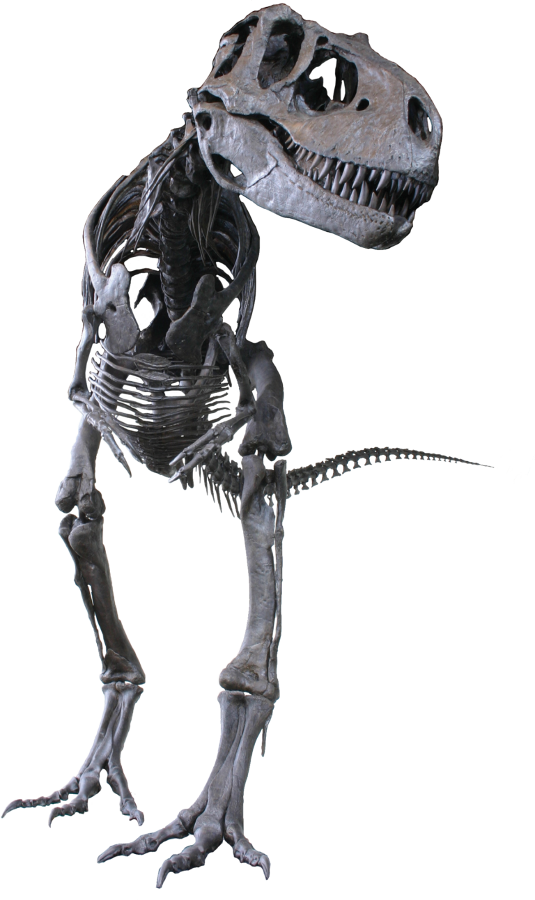 Albertosaurus Albertosaurus (Albertosaurus)