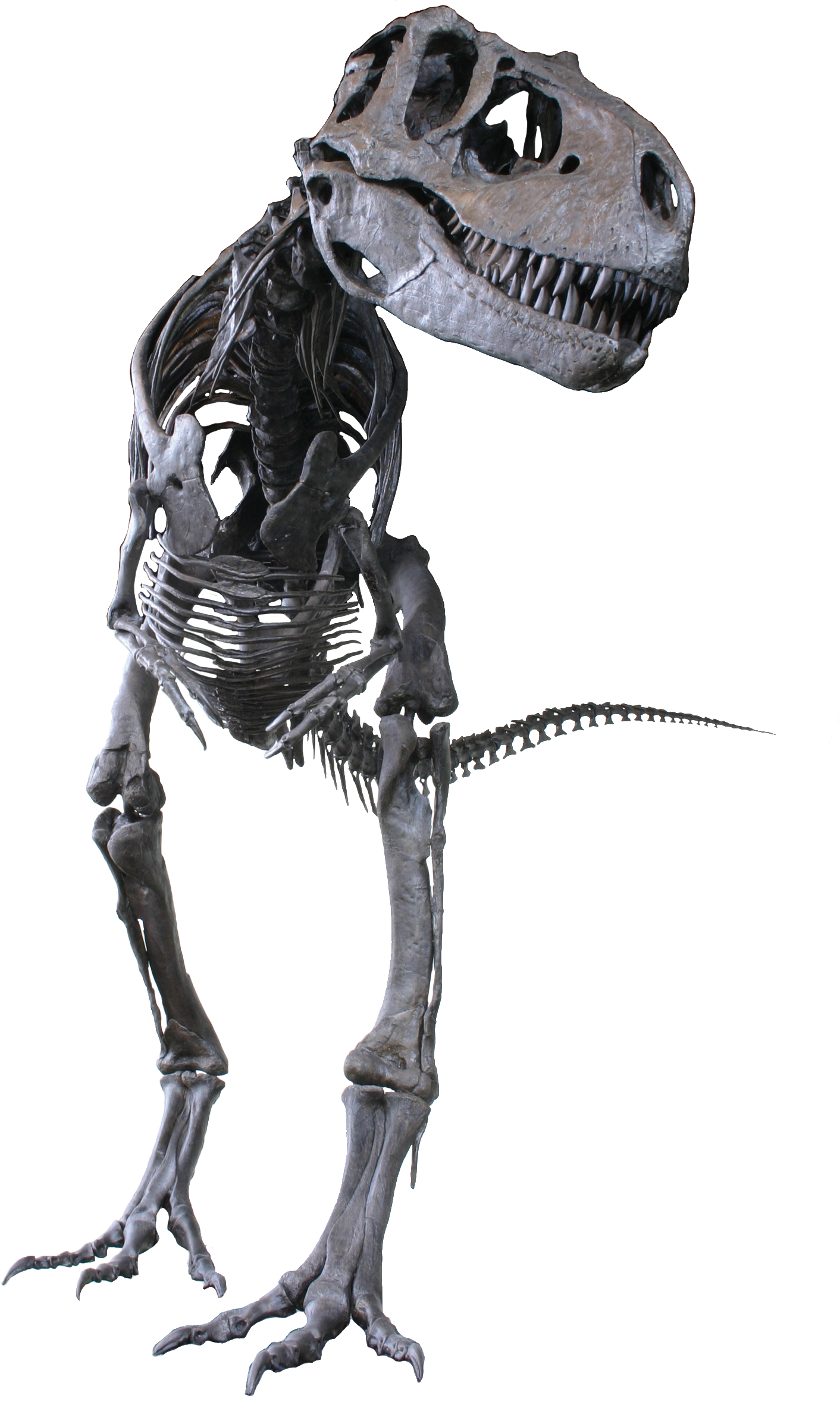Albertosaurus