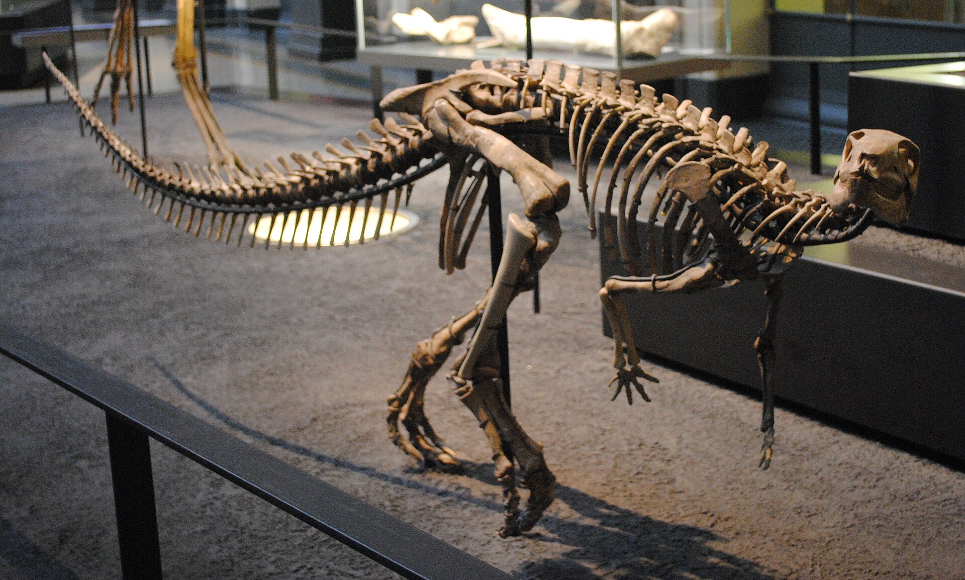 Dysalotosaurus
