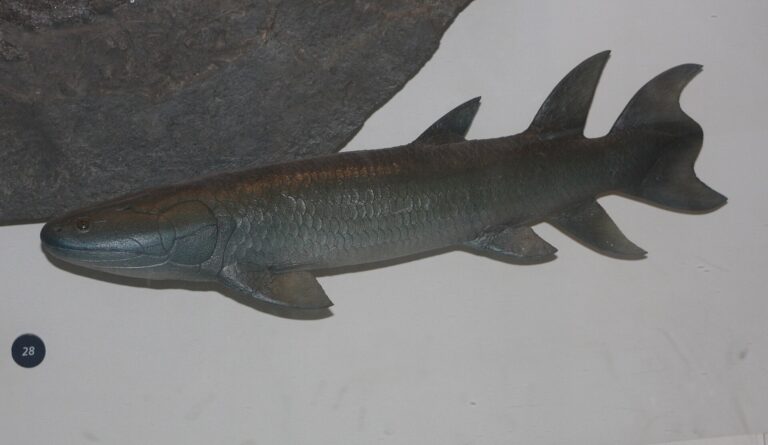 Eusthenopteron