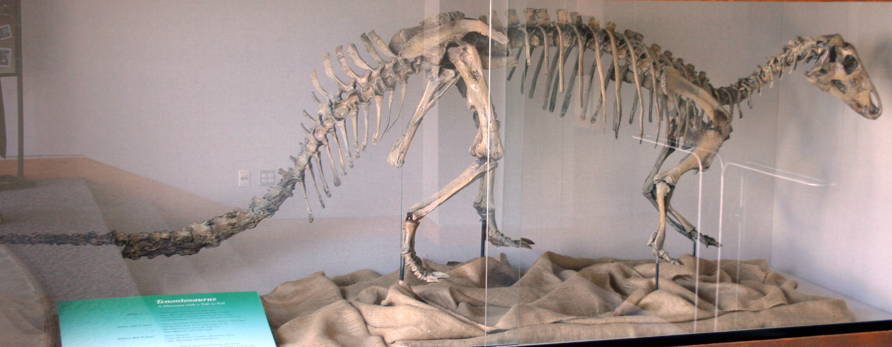 Tenontosaurus