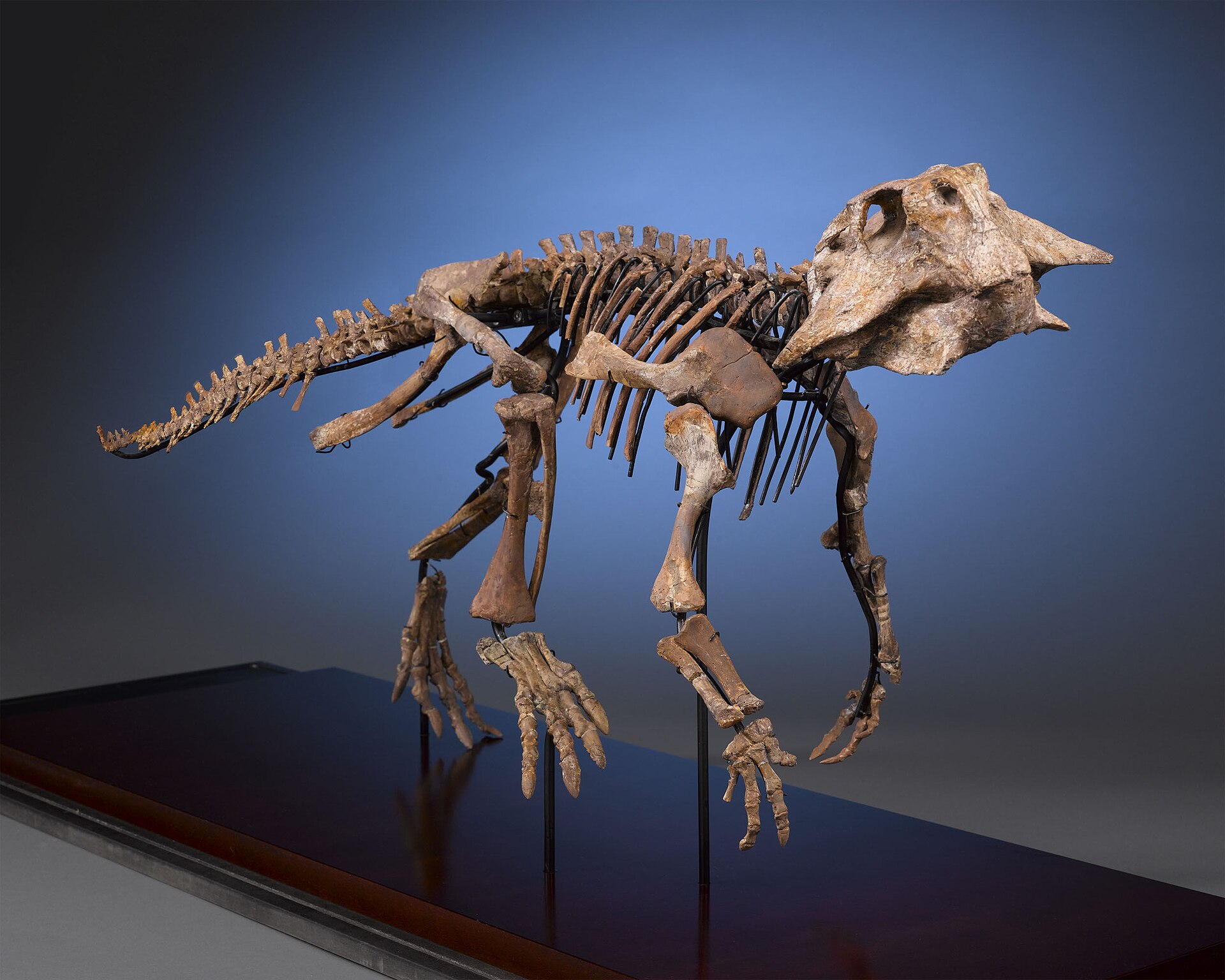 Psittacosaurus