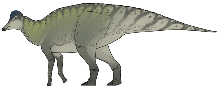 Corythosaurus (Corythosaurus)