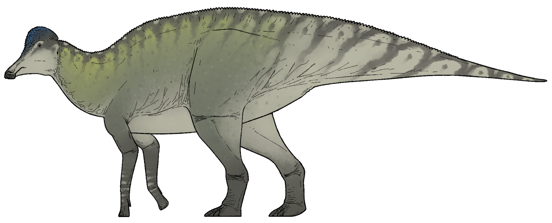 Corythosaurus