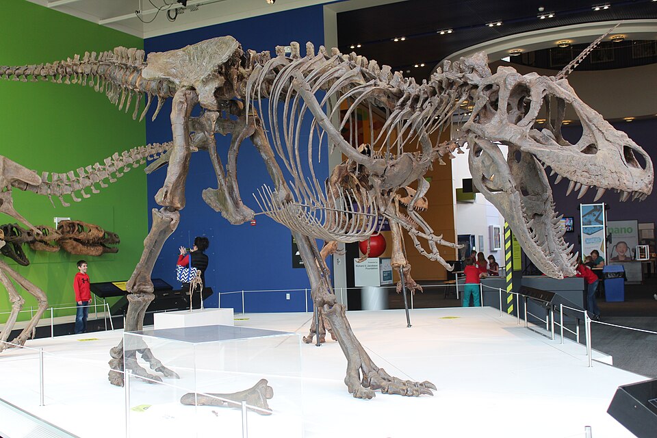 Daspletosaurus