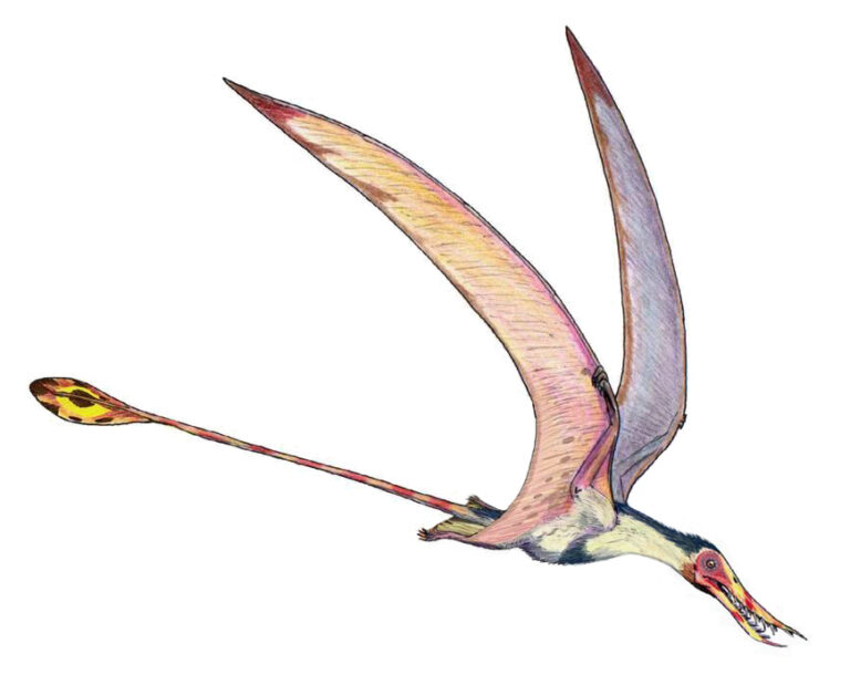 Rhamphorhynchus