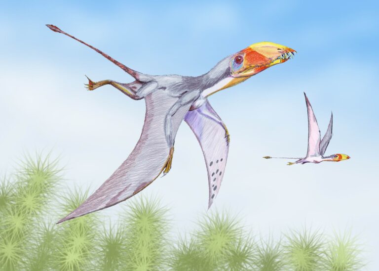 Dimorphodon (Dimorphodon)