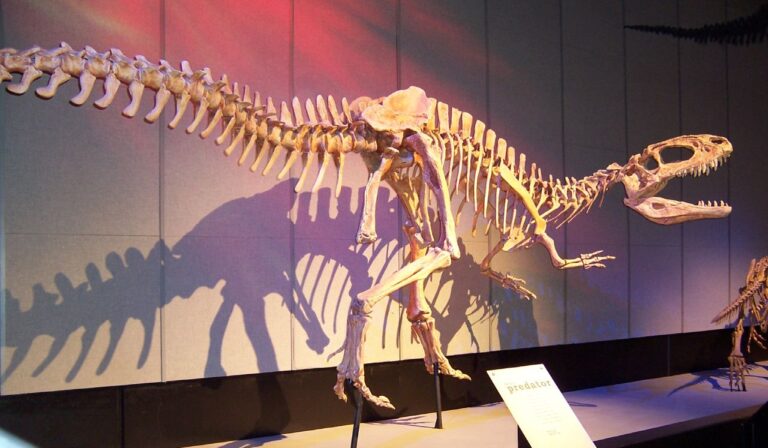 Sinraptor (Sinraptor)