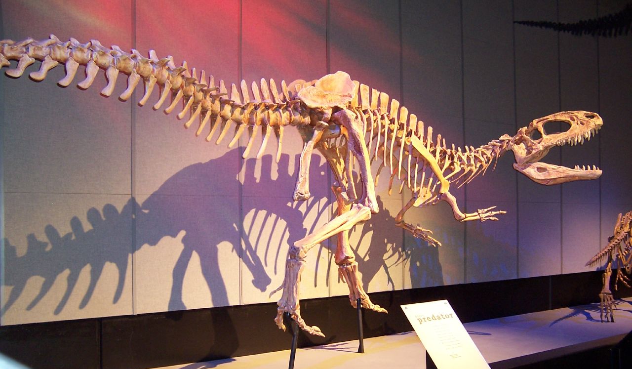 Sinraptor