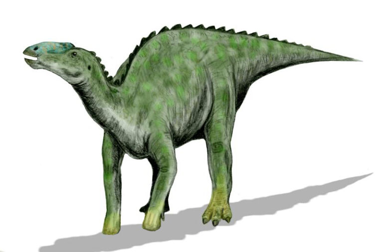 Kritosaurus (Kritosaurus)