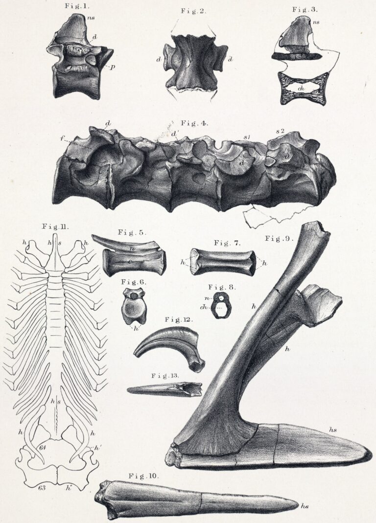 Aristosuchus (Aristosuchus pusillis)