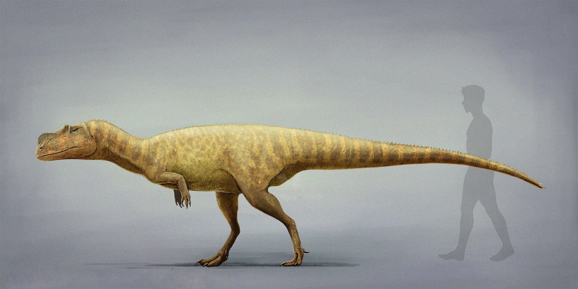 Berberosaurus