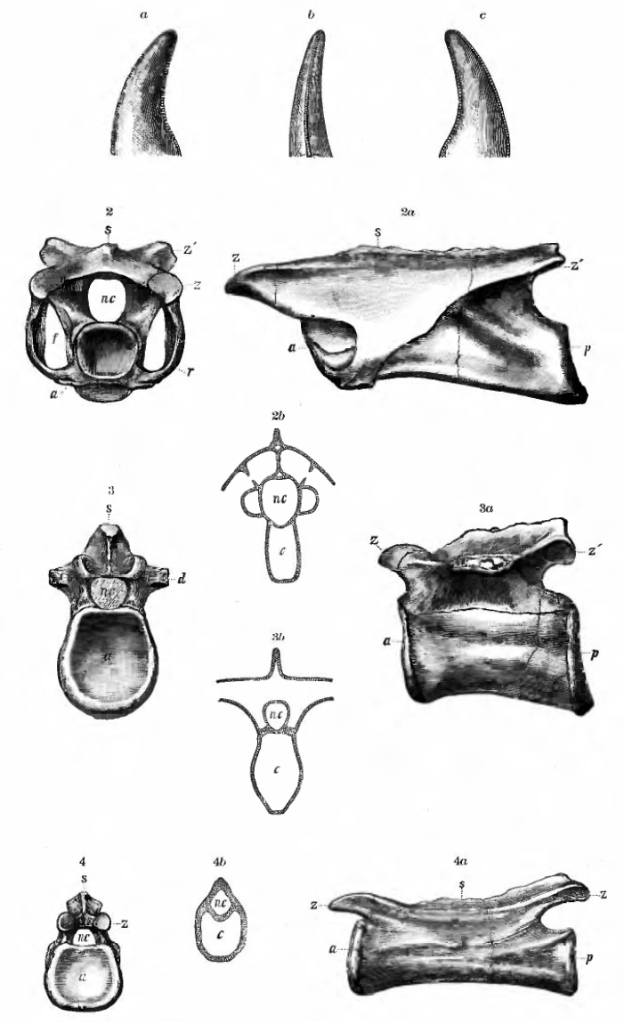 Coelurus