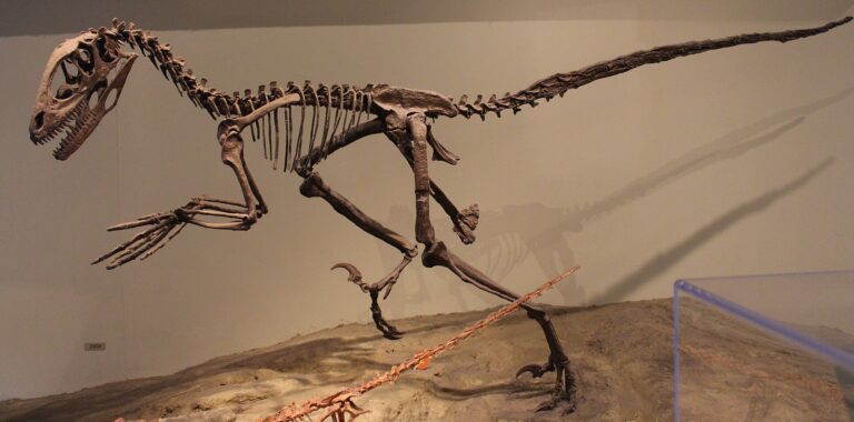 Deinonychus (Deinonychus)