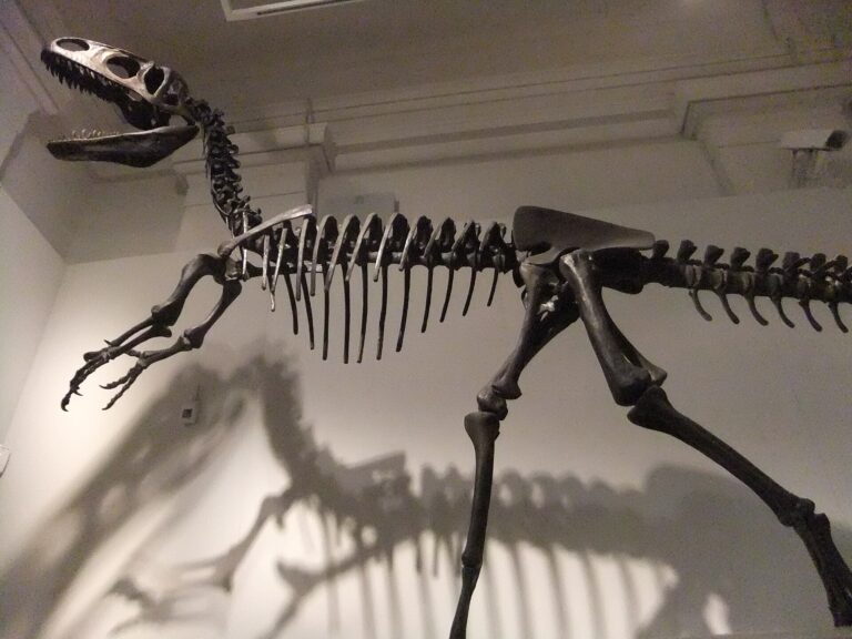 Neovenator (Neovenator)