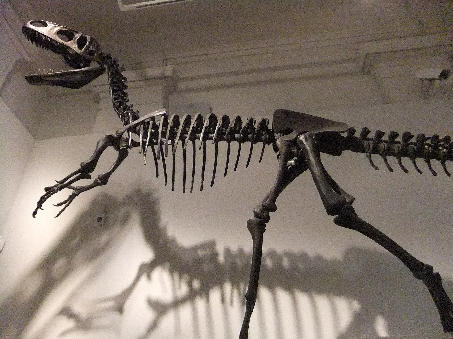 Neovenator