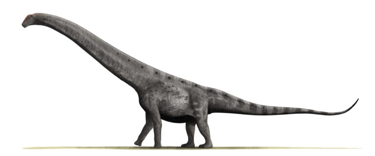 Argentinosaurus (Argentinosaurus)