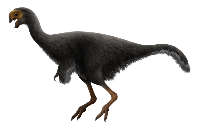 Conchoraptor (Conchoraptor)