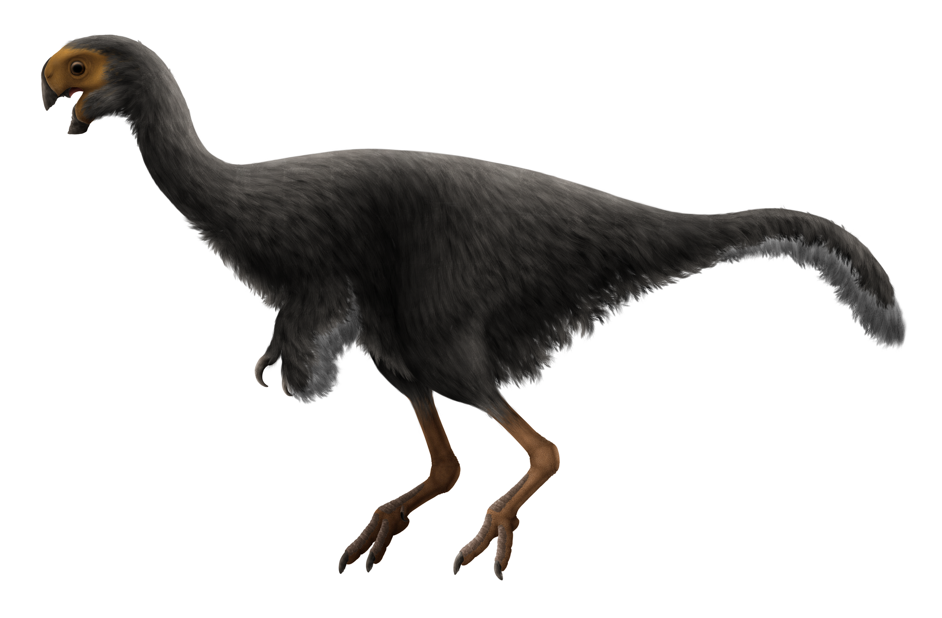 Conchoraptor