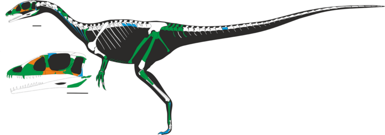 Dracoraptor (Dracoraptor)