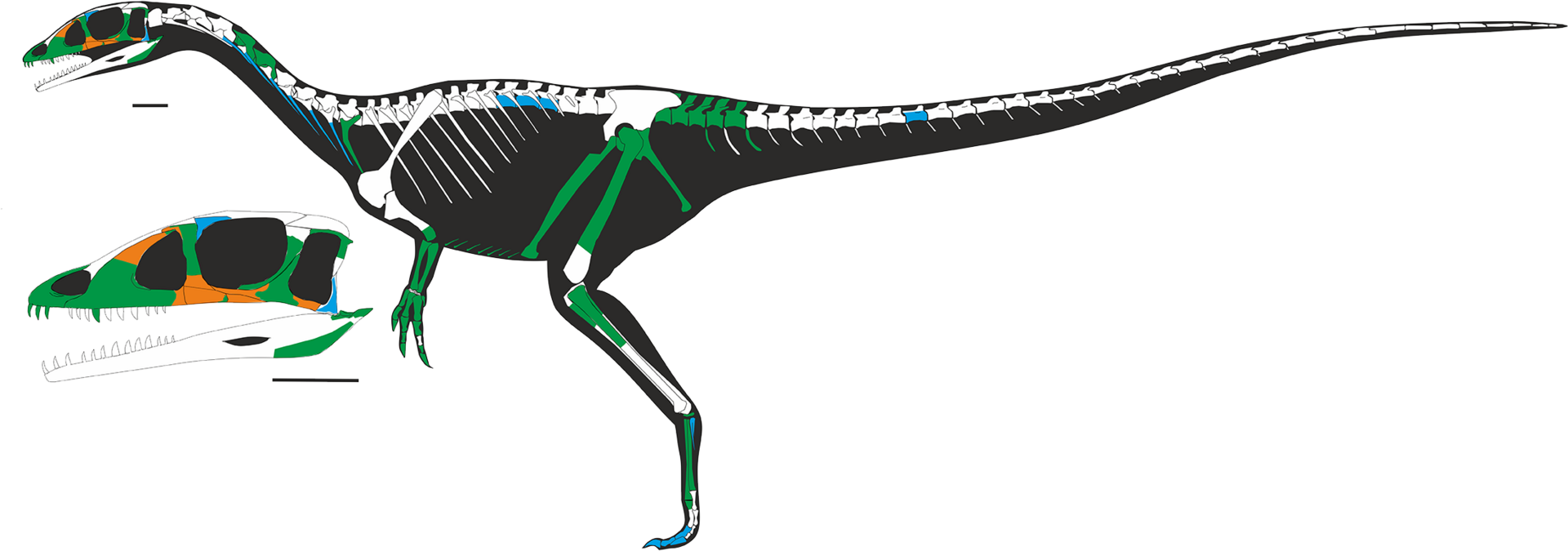 Dracoraptor
