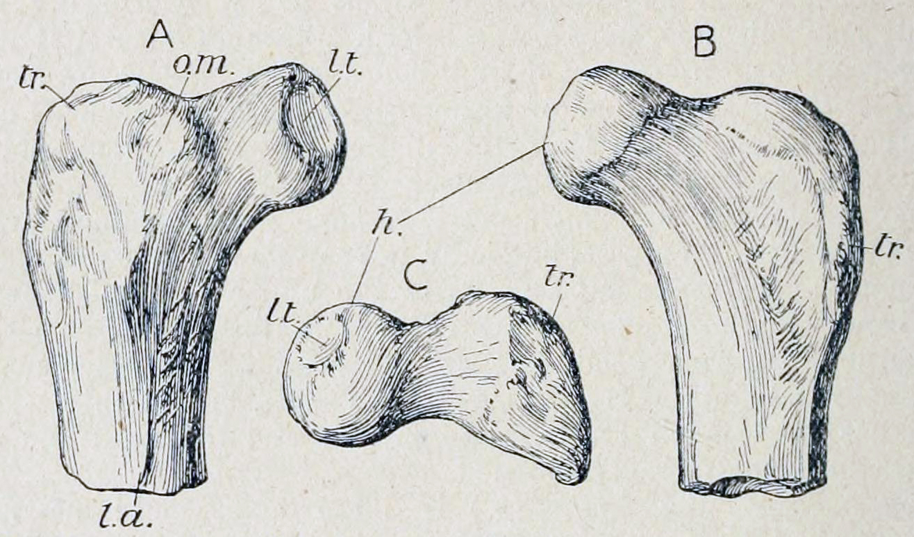 Elopteryx
