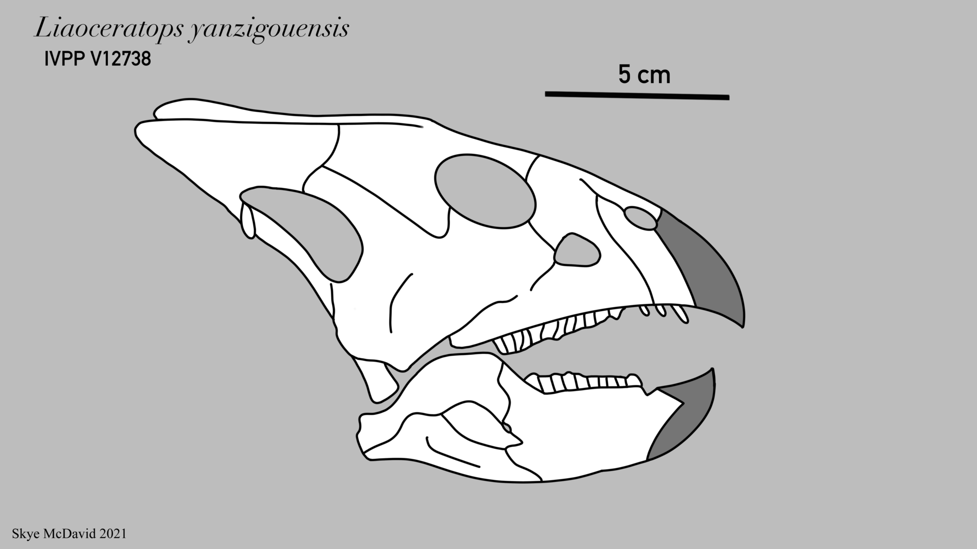 Liaoceratops
