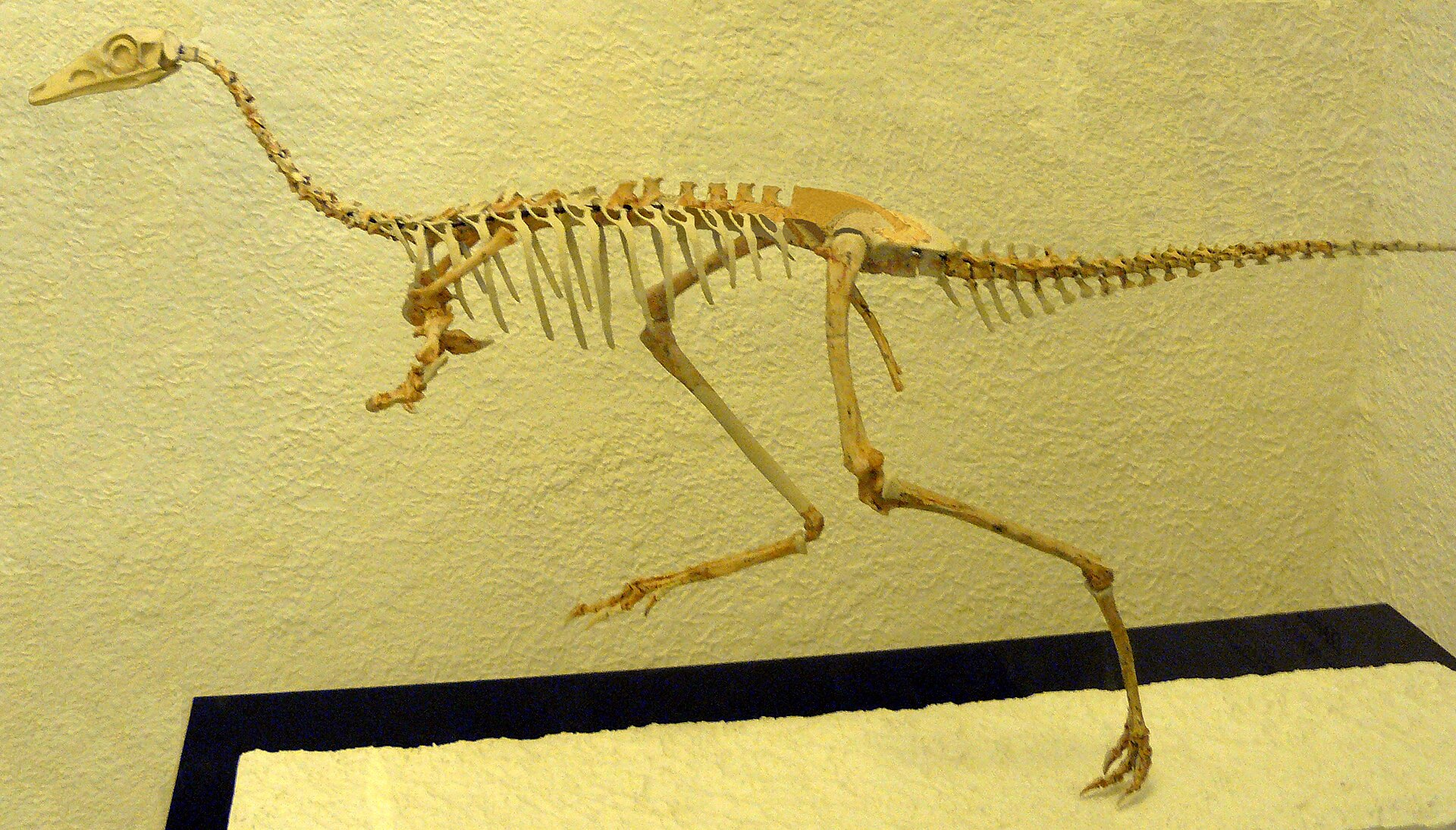 Mononykus